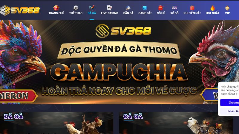 Giới thiệu đôi nét về đá gà Sv368